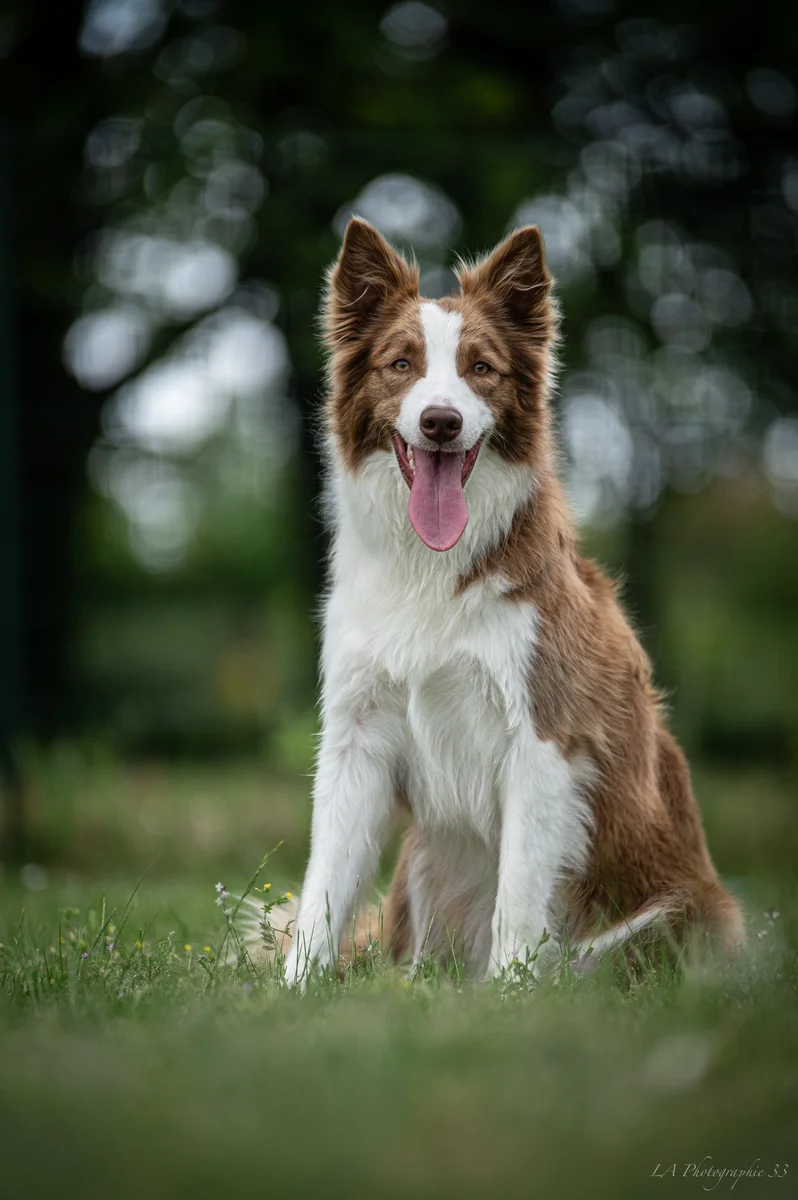 Portrait d'un Border Collie assis dans l'herbe, langue tirée, fond arboré flouté