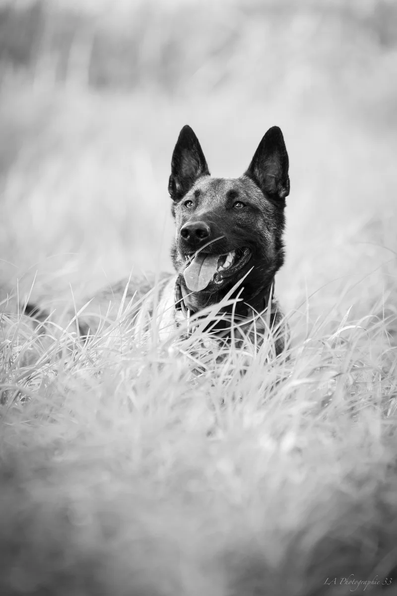 Berger belge malinois couché dans les hautes herbes, photo en noir et blanc