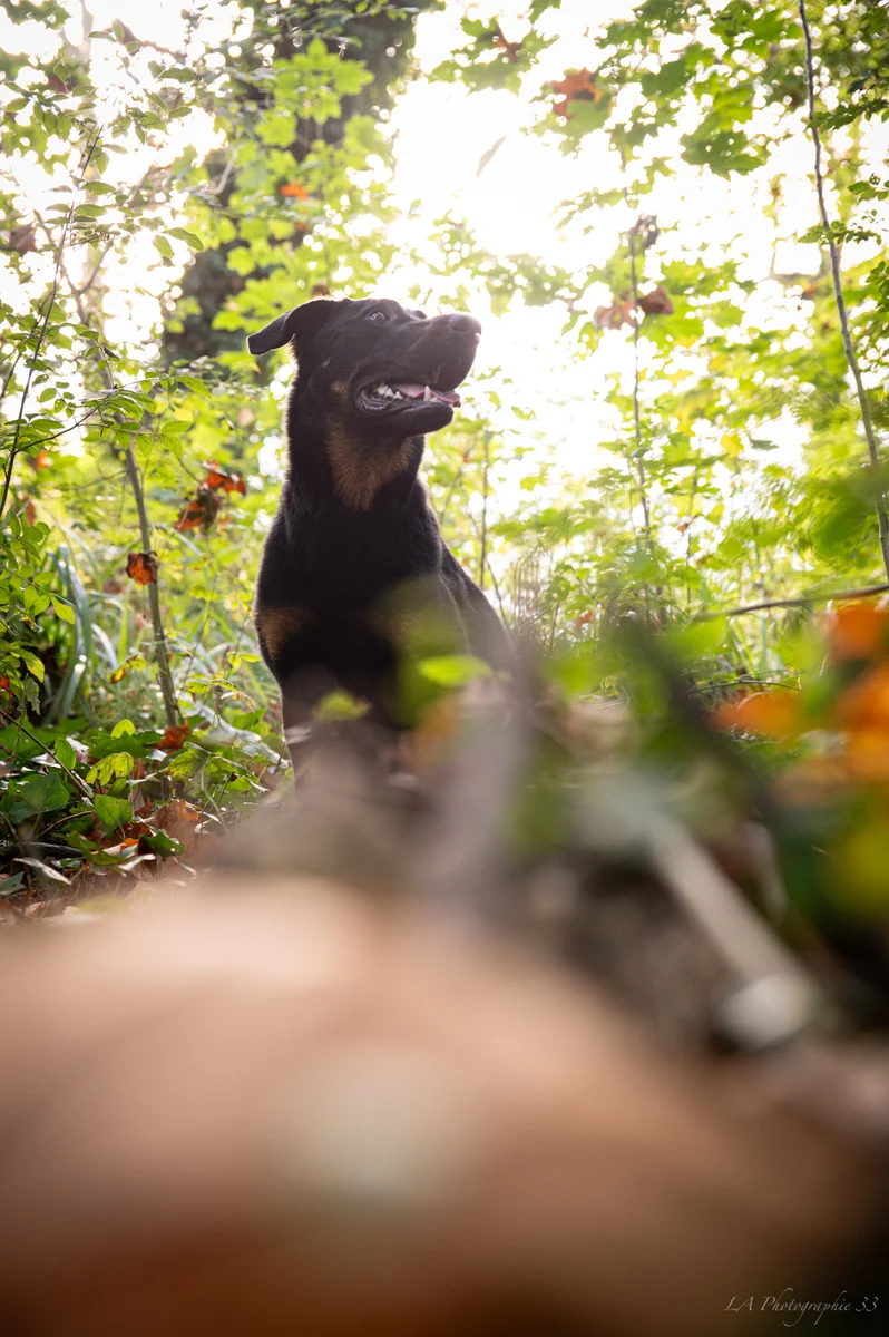 Rottweiler assis en sous-bois, lumière traversant le feuillage