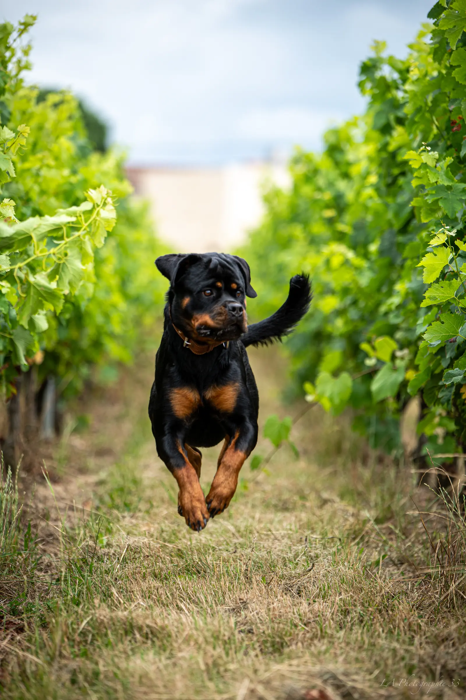 Portrait d'un chien au pelage clair, éclairé en contre-jour avec un bokeh doré en arrière-plan