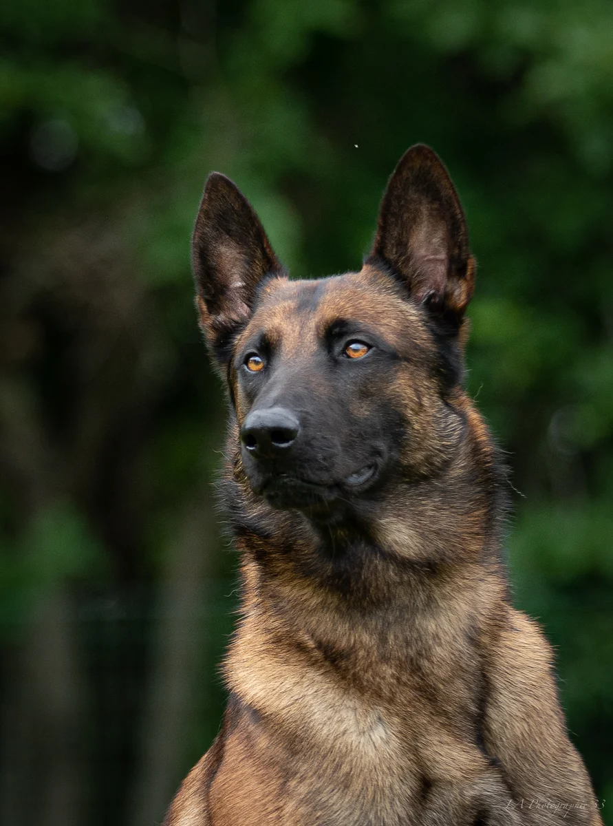 Portrait rapproché d'un berger belge malinois au regard intense