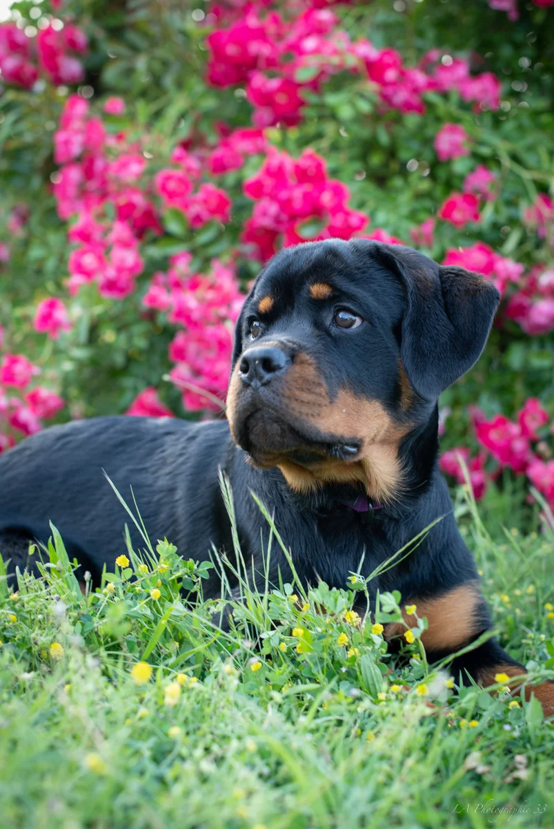 Chiot Rottweiler couché dans l'herbe devant des rosiers en fleurs roses