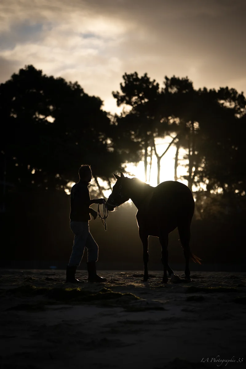 Silhouette d'un homme menant son cheval au coucher du soleil, contre-jour doré à travers les pins